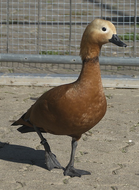 术水平